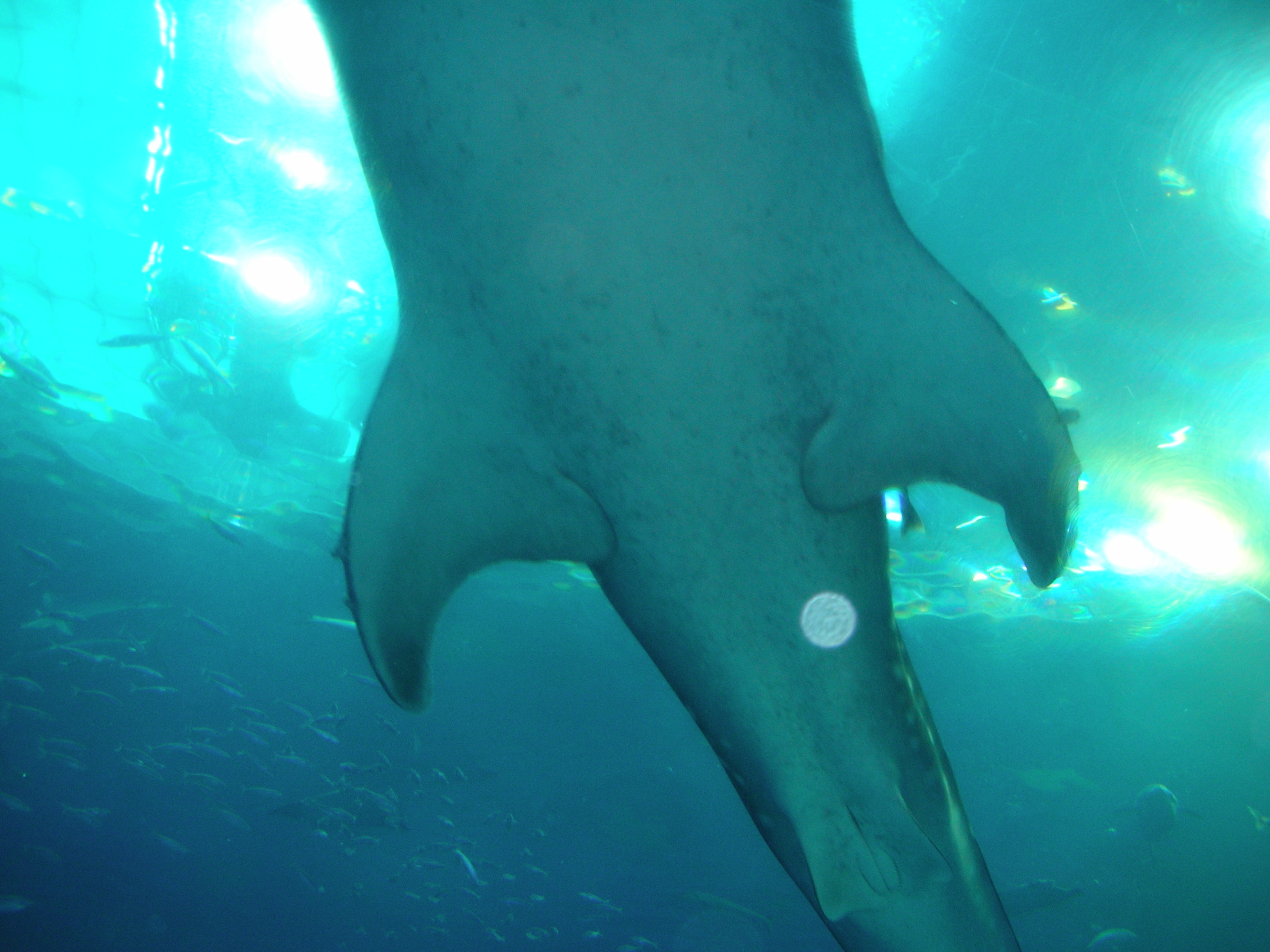 ブセナからの観光 ちゅら海水族館 海外旅行持ち物事典 海外旅行携帯電話